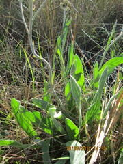 Helichrysum nudifolium