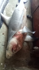 Carcharhinus amboinensis