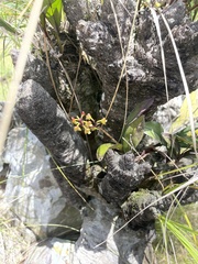 Polystachya mauritiana