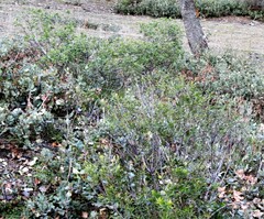 Quercus rotundifolia