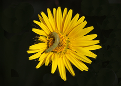 Berkheya umbellata