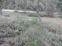 Quercus rotundifolia