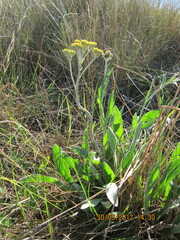 Helichrysum nudifolium