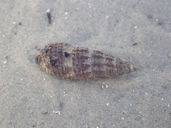 Batillaria australis