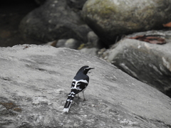 Enicurus schistaceus