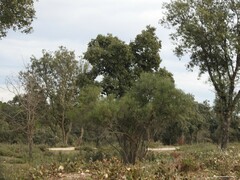 Phillyrea angustifolia