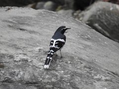 Enicurus schistaceus