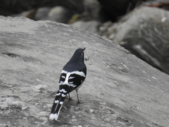 Enicurus schistaceus