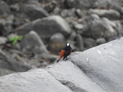 Phoenicurus leucocephalus