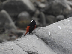 Phoenicurus leucocephalus