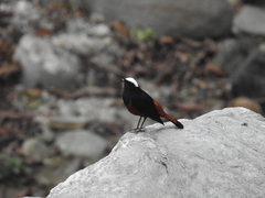 Phoenicurus leucocephalus