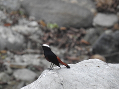 Phoenicurus leucocephalus