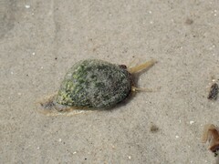 Nassarius pauperatus