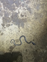 Xenochrophis vittatus