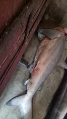 Carcharhinus amboinensis