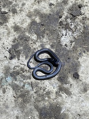 Xenochrophis vittatus
