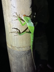 Bronchocela jubata