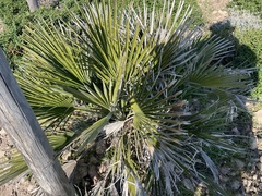 Chamaerops humilis