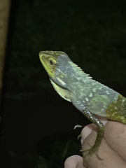 Bronchocela jubata