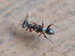 Neodryinus typhlocybae