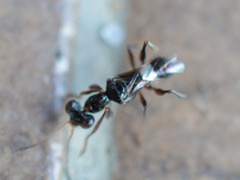 Neodryinus typhlocybae