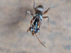 Neodryinus typhlocybae