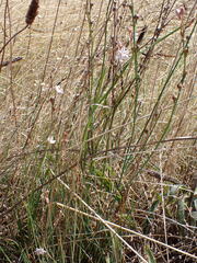 Asphodelus fistulosus