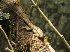 Sceloporus salvini