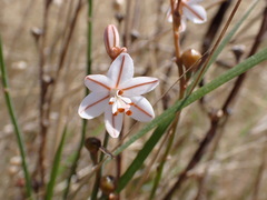Asphodelus fistulosus