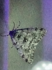 Phigalia