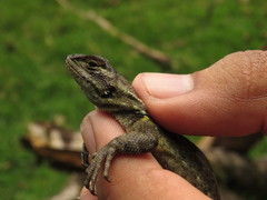 Sceloporus salvini