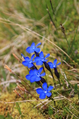 Gentiana bavarica bavarica