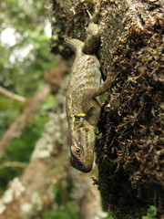 Sceloporus salvini