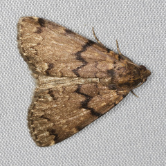 Mormoscopa phricozona