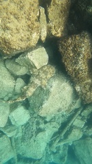 Orectolobus maculatus