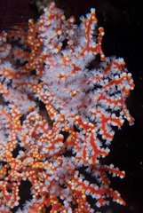 Melithaea rubra