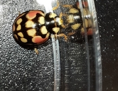 Cheilomenes sulphurea