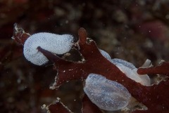 Pleurobranchaea tarda