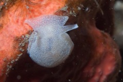 Pleurobranchaea tarda