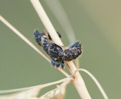 Scrobiger splendidus