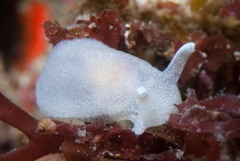 Pleurobranchaea tarda