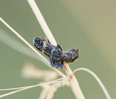 Scrobiger splendidus