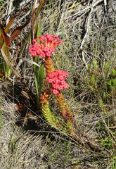 Crassula coccinea
