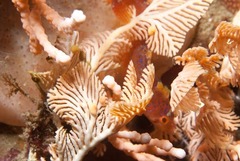 Pavoclinus profundus