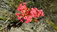 Crassula coccinea