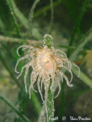 Paranemonia cinerea