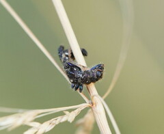 Scrobiger splendidus