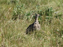 Centrocercus minimus
