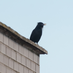 Sturnus unicolor