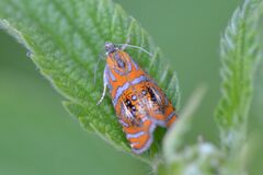 Olethreutes arcuella